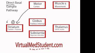 Basal Ganglia Direct Pathway [upl. by Eednak430]