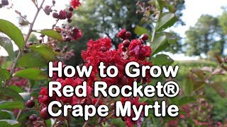 How to grow Red Rocket® Crape Myrtle Pure Red Summer Flowering Tree [upl. by Melany870]