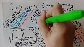 Cardiovascular System  Summary [upl. by Ydneh]