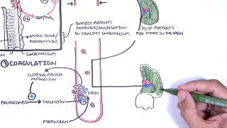 Thrombocytopaenia low platelets Overview  platelet physiology classification pathophysiology [upl. by Notlih]