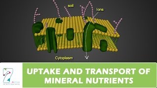 UPTAKE AND TRANSPORT OF MINERAL NUTRIENTS [upl. by Eleanora]