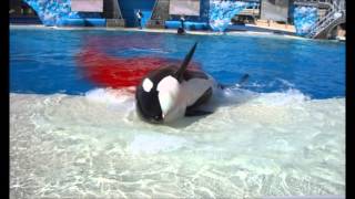 The Truth About Orca Captivity [upl. by Ecirtaeb]