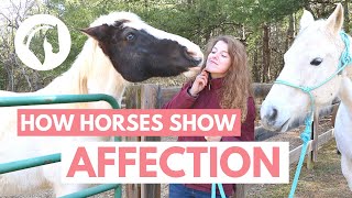 How Horses Show Affection to Humans [upl. by Kerk]