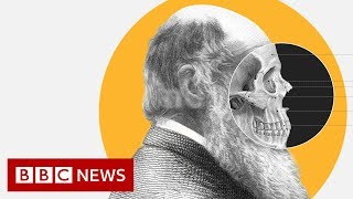 Theory of Evolution How did Darwin come up with it  BBC News [upl. by Aranat]