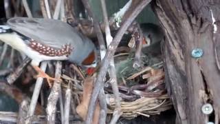 Zebra Finches making a nest in the Aviary [upl. by Llevram]