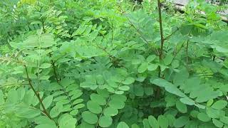 Growing Black Locust from Seed [upl. by Abbotsen113]