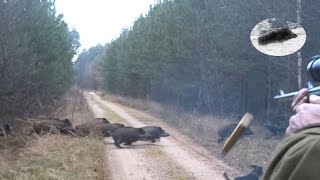 Drückjagd in Polen  polowanie na dziki vildsvinsjakt  driven hunt Chasse Au Sanglier drivjakt [upl. by Rochkind]