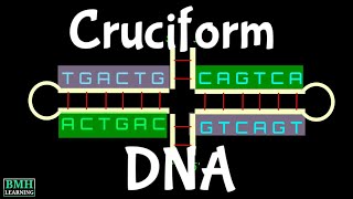 Cruciform DNA  Palindromic Sequence [upl. by Dej]