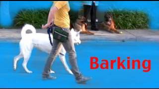 Stop barking on a walk  Barking Episode 3 [upl. by Ajani]