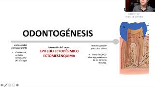 Odontogénesis 1ra parte [upl. by Haily]