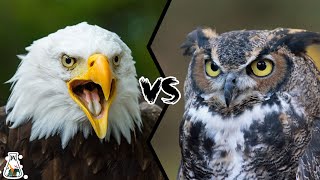 EAGLE VS OWL  Who Would Win [upl. by Yntrok441]