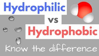 Hydrophilic vs Hydrophobic  Substances  Cell Membranes [upl. by Ahsoek]