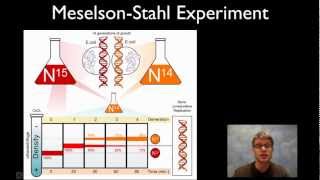 MeselsonStahl Experiment [upl. by Karab]