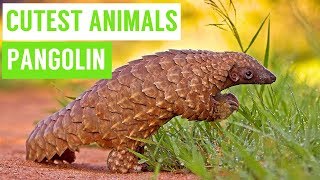 Pangolins are the CUTEST Animals Compilation [upl. by Nyrol]