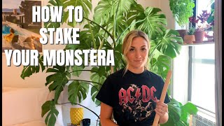 How To Stake Your Monstera Deliciosa [upl. by Elsilrac]