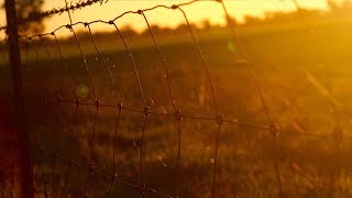 RabbitProof Fence vs History an audio podcast [upl. by Dody]