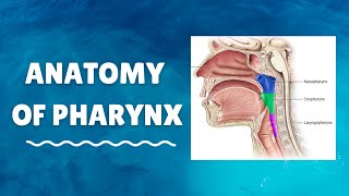 Introduction to Anatomy of Pharynx [upl. by Aslam]