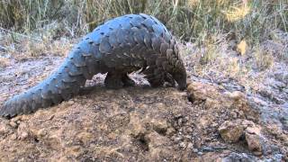 Pangolin Encounter at Wild is Life in Harare ©Kristina Trowbridge [upl. by Ainslee678]