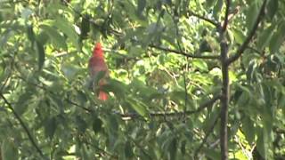 Male Cardinal Singing His Territorial Song [upl. by Jeggar]