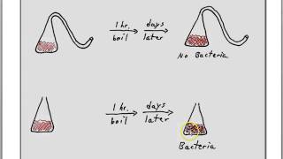 Pasteur on spontaneous generation [upl. by Aili]