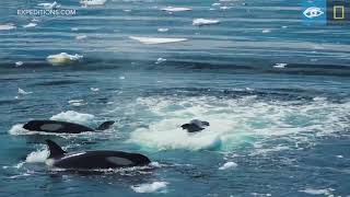 Wave Hunting Orcas Prey on Seal  Antarctica  Lindblad ExpeditionsNational Geographic [upl. by Rickie501]