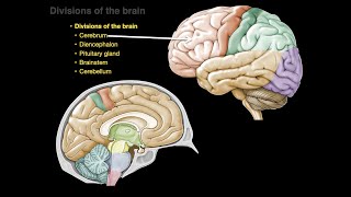 Divisions of the brain [upl. by Andeee]