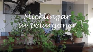 Sticklingar av pelargoner [upl. by Giustina]