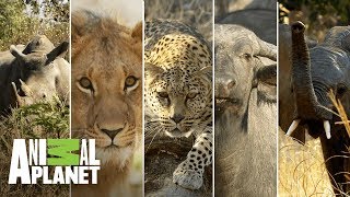 Los 5 grandes mamíferos de África  Wild Frank en África  Animal Planet [upl. by Aleahs674]