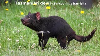 Animal Sounds and Pictures Tasmanian devil Sounds and Pictures [upl. by Borer991]