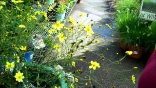 Wilsons Garden Center Dead heading Coreopsis [upl. by Asilahs]