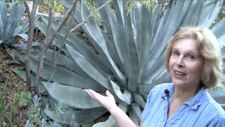 What You MUST Know About Century Plants Agave americana [upl. by Issirk144]