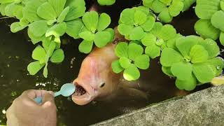 Unbelievable My Giant Gourami Feasting from a Spoon [upl. by Ynavoeg]