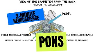 2Minute Neuroscience Pons [upl. by Eniamzaj2]