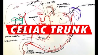 Celiac Trunk  Arterial supply to the Stomach [upl. by Khoury]