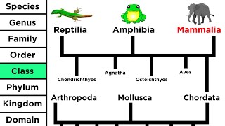 Phylogeny and the Tree of Life [upl. by Aisatal226]