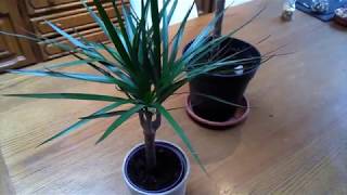 Dracaena marginata Basic care [upl. by Om]