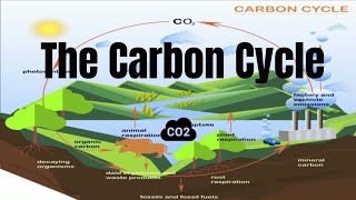 The Carbon Cycle Process [upl. by Mandel470]