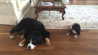 Bernese Mtn Dog Puppy Says Good Morning [upl. by Lucchesi]