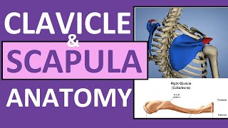 Clavicle and Scapula Anatomy The Pectoral Girdle [upl. by Leroy132]