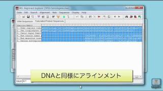 MEGAを使って配列アラインメントおよび系統解析をする [upl. by Essiralc832]