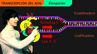 Transcripción del ADN Paso a Paso [upl. by Assirak75]