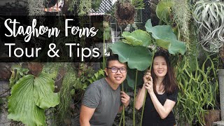 Platycerium Staghorn Fern Tour amp 15 Tips with Mini Tropical Garden Makeover [upl. by Naoh57]