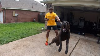 Massive Intense 1 Yr Old Cane Corso Lunges At Careless Breeder  Manstopper House Visit [upl. by Gustaf]