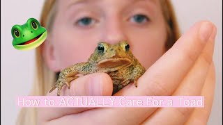 How To PROPERLY Care For A American Toad [upl. by Kiran]