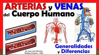 🥇 Arterias vs Venas GENERALIDADES y DIFERENCIAS [upl. by Arac]