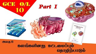 கலம்  Cell structure amp function  Grade 10 Science  GCE OL Tamil Medium [upl. by Guimond]