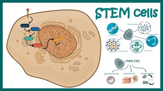 What Are Stem Cells  Genetics  Biology  FuseSchool [upl. by Onaled]