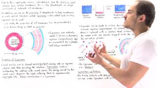 Liposomes Lipid vesicles [upl. by Suravart]