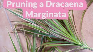 A Dracaena Marginata Needs Pruning How To Do It [upl. by Anirdnajela90]