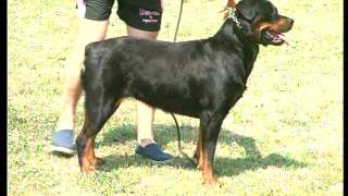 The Rottweiler  Pet Dog Documentary English [upl. by Ahsiemat]